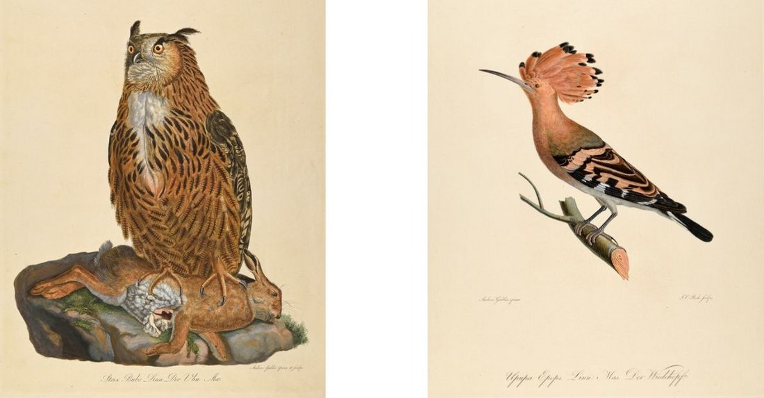 Zwei Vögel aus der Ausstellung "Vogelmalerei"