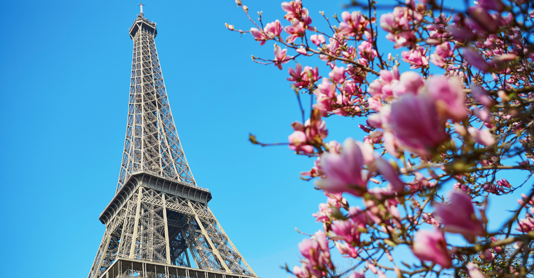Eiffelturm und Magnolie